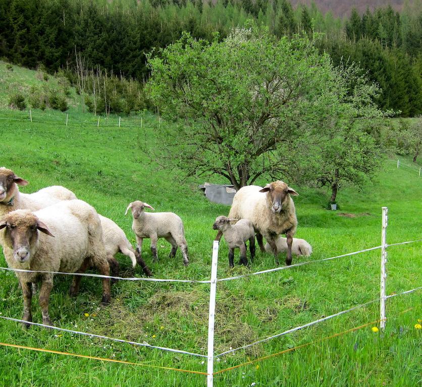 Romantische Ferienhuette Nationalpark Kalkalpen, Sonnig, 2 Schlafzimmer, Wlan Kleinreifling Zewnętrze zdjęcie
